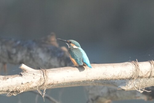 Common Kingfisher
