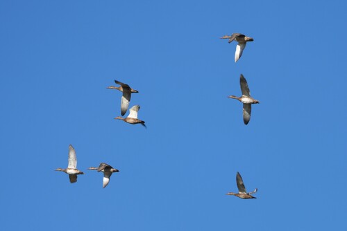Gadwall