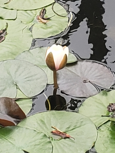 European White Waterlily