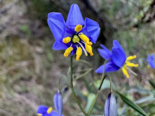 nodding blue lily