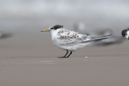 Chinese Crested Tern