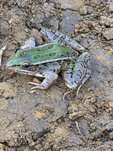 Southern Leopard Frog