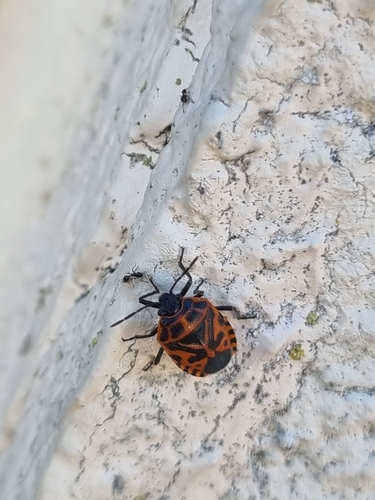 cruciferous bug