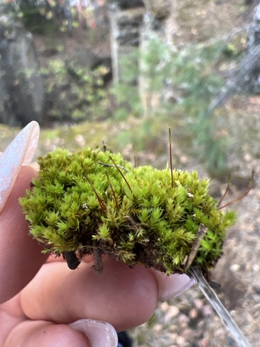 Long-leaved Thread Moss