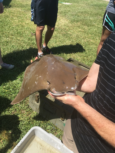 Cownose Ray photographed in Texas