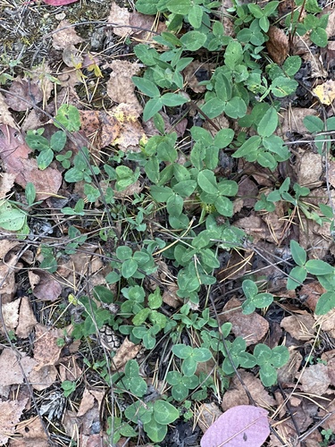 Red Clover