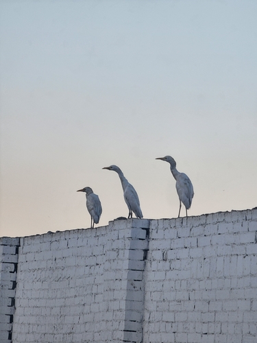 Western Cattle-Egret