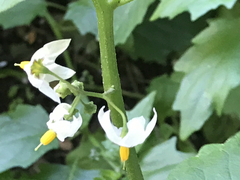 Solanum furcatum