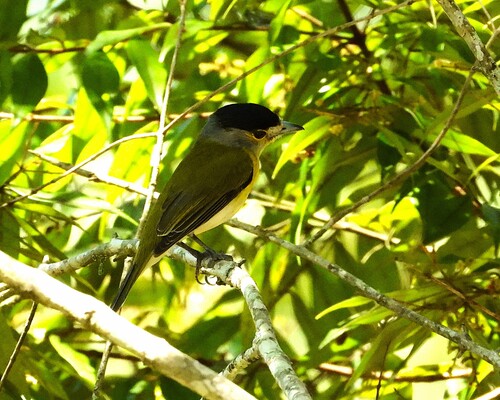 Green-backed Becard