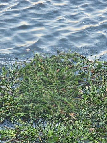 common water hyacinth