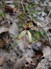 Caladenia macrostylis