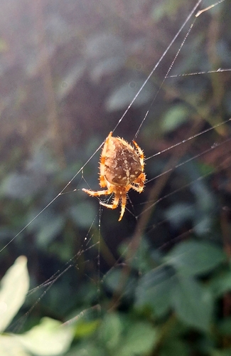 Cross Orbweaver