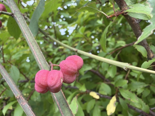 Spindle