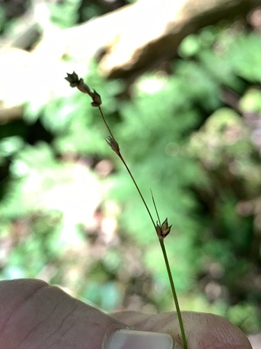 Carex brunnescens observed 2026-09-13