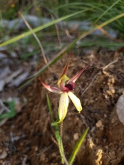 Caladenia macrostylis