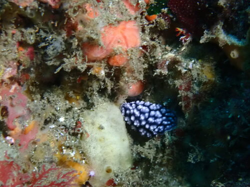 Phyllidia pustulosa observed 2026-09-15