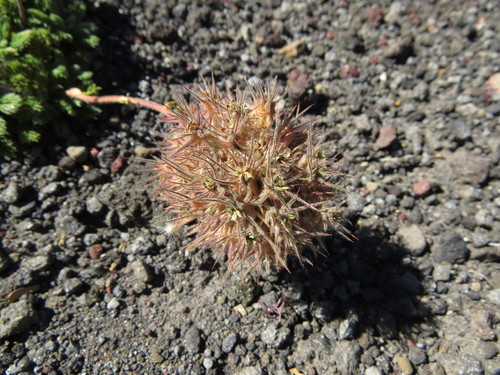 Acaena macrocephala (Acaena macrocephala)