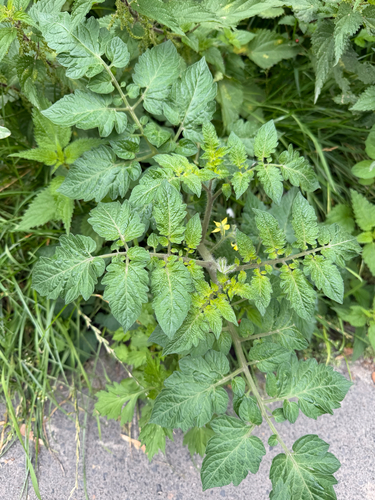 tomato
