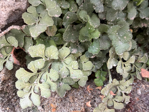 wall-rue