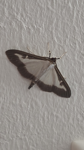 Box Tree Moth