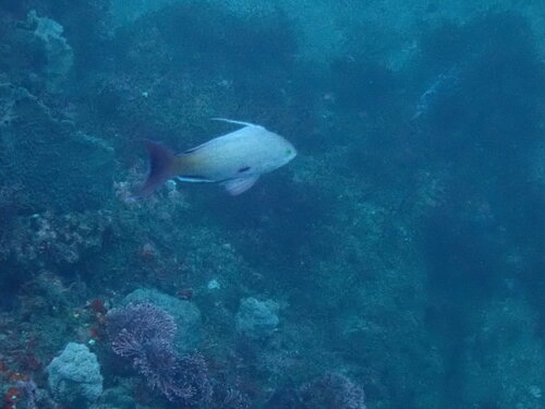 Pseudanthias nobilis observed 2026-09-15