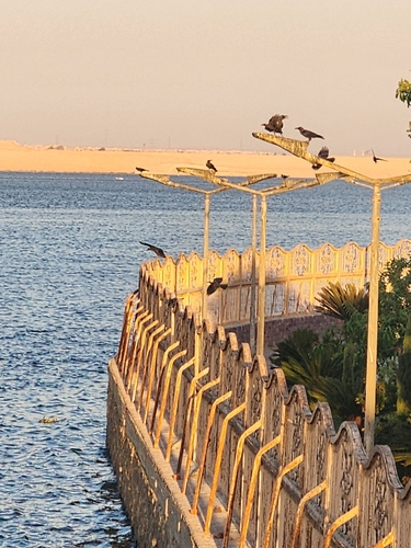House Crow