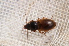 Anisodactylus sanctaecrucis