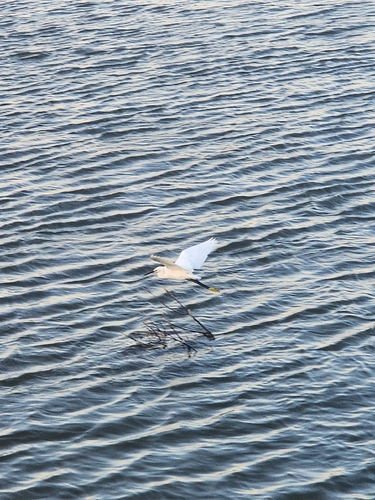 Little Egret