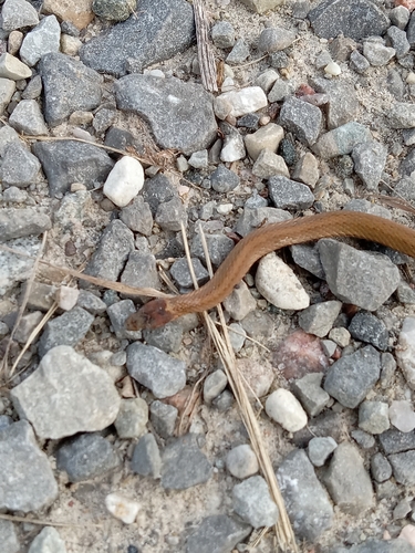 Northern Redbelly Snake