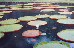 Victoria amazonica