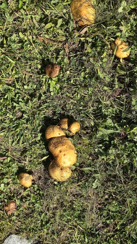 Suillus bresadolae