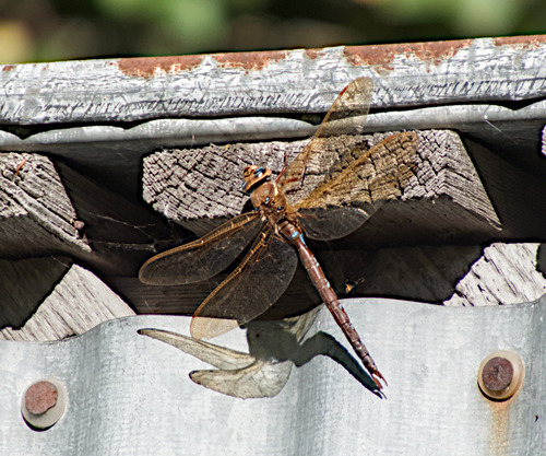 Brown Hawker