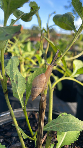 Ghost Bulimulus