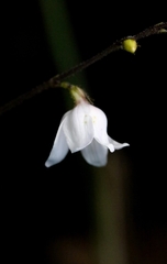 Codonacanthus pauciflorus