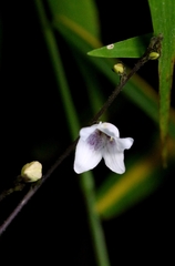 Codonacanthus pauciflorus, photograph author not stated, no rights reserved