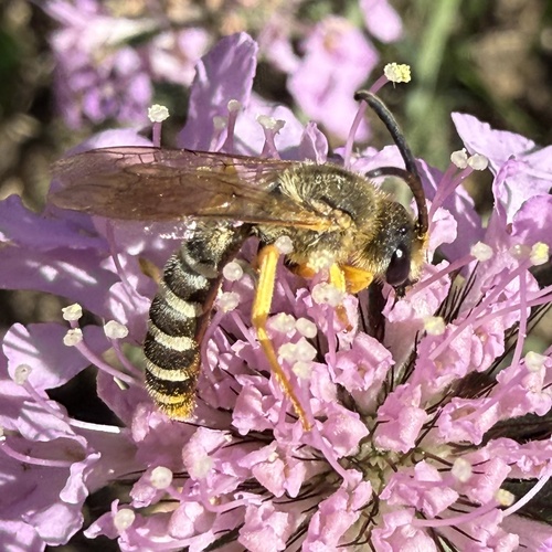Great Banded Furrow Bee
