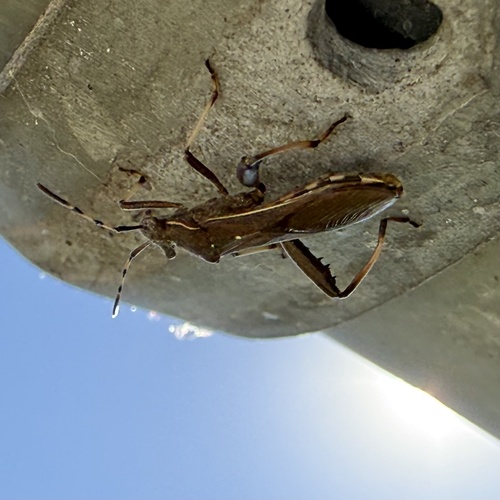 Camptopus lateralis