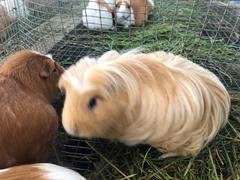 Cavia porcellus