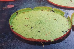 Victoria amazonica
