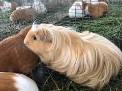 Cavia porcellus