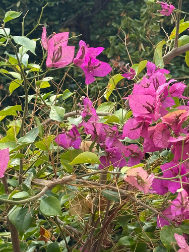 Eurasian Hummingbird Hawkmoth