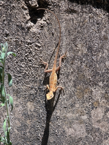 Indian Garden Lizard