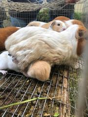 Cavia porcellus
