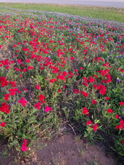 Phlox drummondii drummondii
