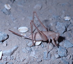 Idionotus siskiyou