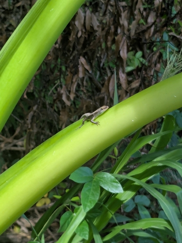 Emoia caeruleocauda observed 2026-08-13