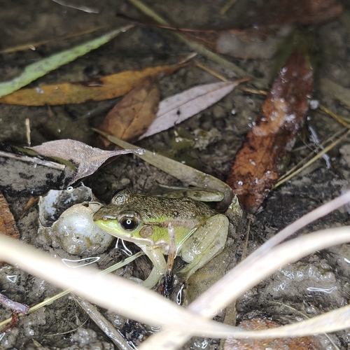 Eastern Golden Frog