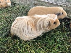 Cavia porcellus
