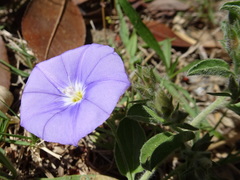 Convolvulus sabatius mauritanicus