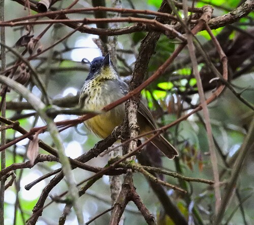 Spot-breasted Antvireo
